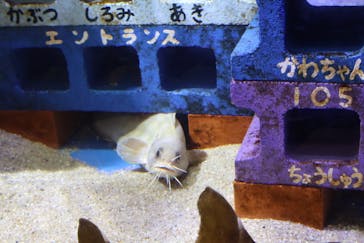 竹島水族館に投稿された画像（2025/2/17）