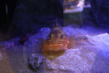 竹島水族館に投稿された画像（2025/2/17）