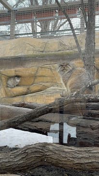 那須どうぶつ王国に投稿された画像（2025/2/17）