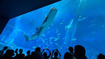 沖縄美ら海水族館に投稿された画像（2025/2/17）