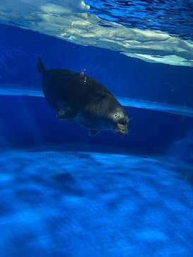 サンシャイン水族館に投稿された画像（2025/2/17）