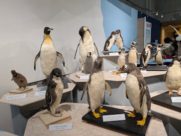特別展「鳥 ～ゲノム解析が解き明かす新しい鳥類の系統～」国立科学博物館に投稿された画像（2025/2/17）
