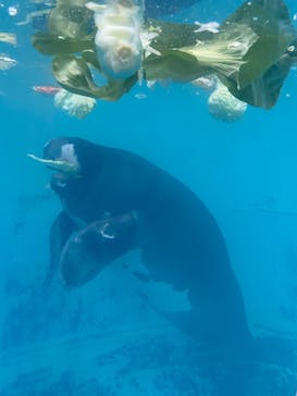 熱川バナナワニ園に投稿された画像（2025/2/17）