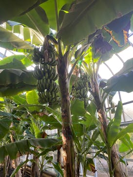 熱川バナナワニ園に投稿された画像（2025/2/17）