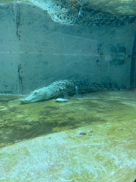 熱川バナナワニ園に投稿された画像（2025/2/17）