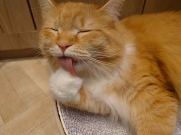 猫カフェモカ　イオンモール羽生店に投稿された画像（2025/2/17）