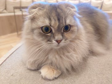 猫カフェモカ　イオンモール羽生店に投稿された画像（2025/2/17）