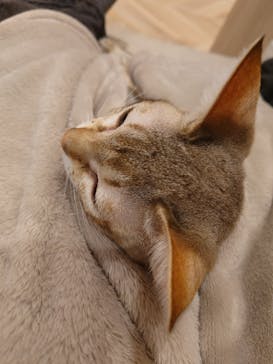 猫カフェモカ　イオンモール羽生店に投稿された画像（2025/2/17）