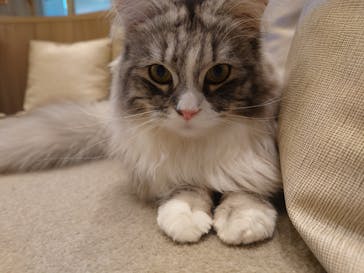 猫カフェモカ　イオンモール羽生店に投稿された画像（2025/2/17）