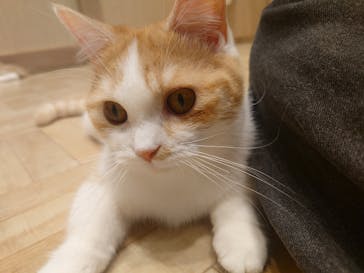 猫カフェモカ　イオンモール羽生店に投稿された画像（2025/2/17）