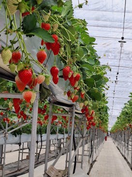 株式会社こまち野に投稿された画像（2025/2/17）