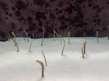 沖縄美ら海水族館に投稿された画像（2025/2/17）