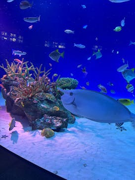 新江ノ島水族館に投稿された画像（2025/2/17）