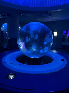 新江ノ島水族館に投稿された画像（2025/2/17）