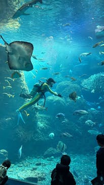 新江ノ島水族館に投稿された画像（2025/2/17）