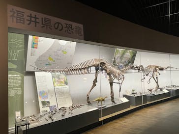 福井県立恐竜博物館に投稿された画像（2025/2/17）