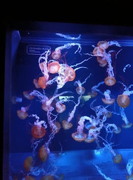 すみだ水族館に投稿された画像（2025/2/17）
