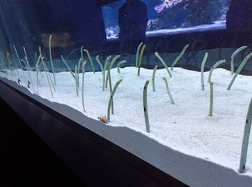 すみだ水族館に投稿された画像（2025/2/17）