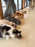 Cat Café MOFF SHIMINT HIROSHIMA店に投稿された画像（2025/2/17）