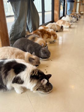 Cat Café MOFF SHIMINT HIROSHIMA店に投稿された画像（2025/2/17）