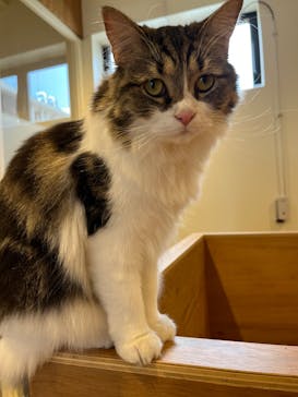 Cat Café MOFF SHIMINT HIROSHIMA店に投稿された画像（2025/2/17）