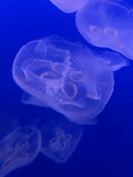 新江ノ島水族館に投稿された画像（2025/2/17）