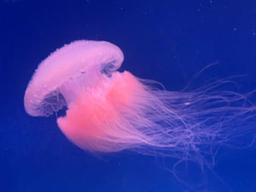 新江ノ島水族館に投稿された画像（2025/2/17）