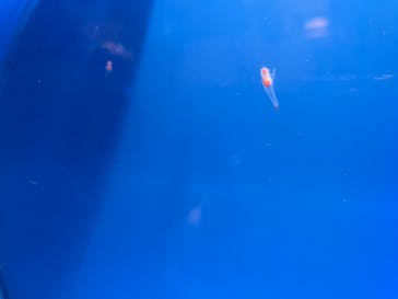 しながわ水族館に投稿された画像（2025/2/17）