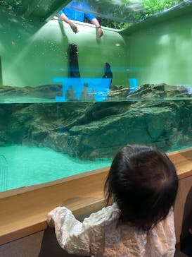 しながわ水族館に投稿された画像（2025/2/17）