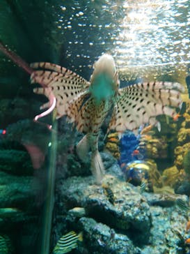 名古屋港水族館に投稿された画像（2025/2/17）