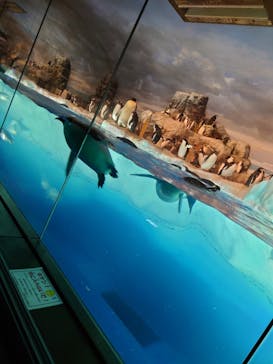 名古屋港水族館に投稿された画像（2025/2/17）