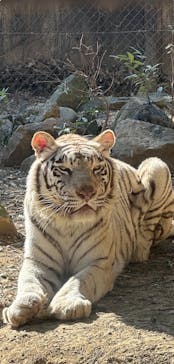 群馬サファリパークに投稿された画像（2025/2/17）