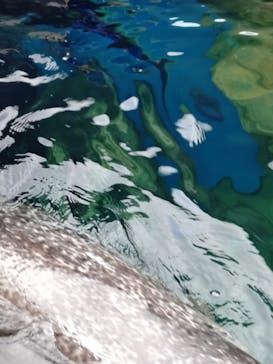 しながわ水族館に投稿された画像（2025/2/17）