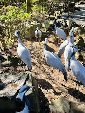 伊豆シャボテン動物公園に投稿された画像（2025/2/17）