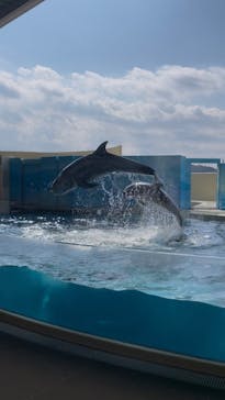 江の島シーキャンドル×新江ノ島水族館に投稿された画像（2025/2/18）
