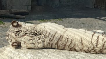 東武動物公園に投稿された画像（2025/2/18）