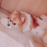 いぬカフェRio 秋葉原店に投稿された画像（2025/2/18）