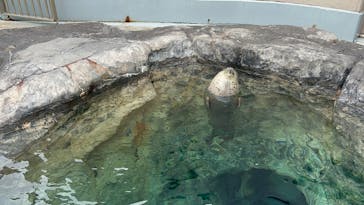 男鹿水族館GAOに投稿された画像（2025/2/18）