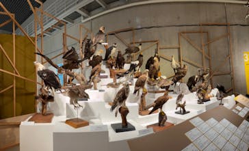 特別展「鳥 ～ゲノム解析が解き明かす新しい鳥類の系統～」国立科学博物館に投稿された画像（2025/2/18）
