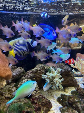 京都水族館に投稿された画像（2025/2/18）