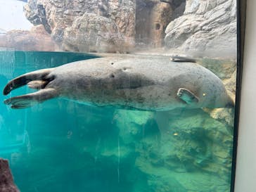 京都水族館に投稿された画像（2025/2/18）