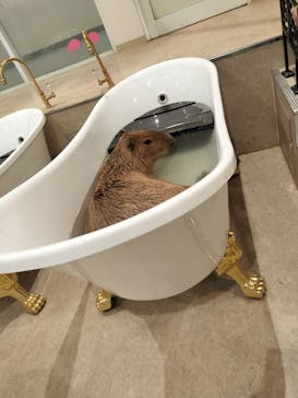 アニタッチPARKイオンモール太田に投稿された画像（2025/2/18）