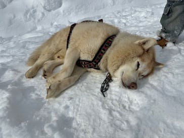 Hokkaido Great Adventure（北海道グレートアドベンチャー）に投稿された画像（2025/2/18）