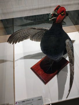 特別展「鳥 ～ゲノム解析が解き明かす新しい鳥類の系統～」国立科学博物館に投稿された画像（2025/2/18）