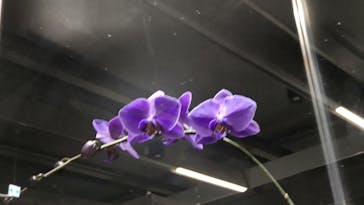 世界らん展2026-花と緑の祭典-に投稿された画像（2025/2/18）