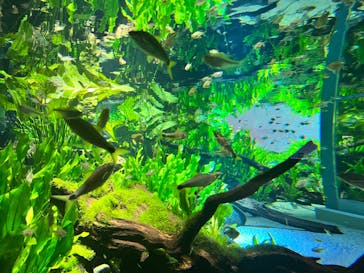 カワスイ 川崎⽔族館に投稿された画像（2025/2/18）