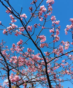 一般社団法人 河津町観光協会に投稿された画像（2025/2/18）