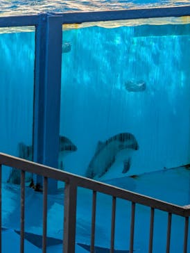 伊豆・三津シーパラダイスに投稿された画像（2025/2/18）