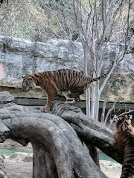恩賜上野動物園に投稿された画像（2025/2/18）