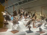 特別展「鳥 ～ゲノム解析が解き明かす新しい鳥類の系統～」国立科学博物館に投稿された画像（2025/2/18）